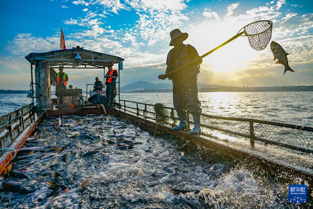 河南洛陽：魚躍人歡夏捕忙